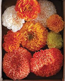 DIY Paper Marigolds by Tiffanie Turner