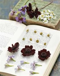 Pressing Flowers